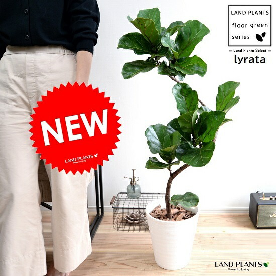 希少 フィカス リラータ バリエガータ 3号ポット ② カシワバゴム 斑入り 今は少なくなってきた 斑入りのカシワバゴムの木。 ミルキーな