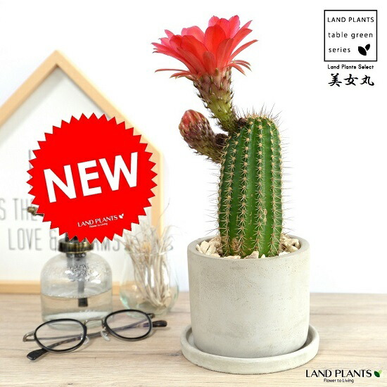 楽天市場】サボテン マミラリア（美女丸） セメント シリンダー型 陶器