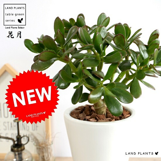 楽天市場 カネノナルキ 花月 スリム型 トール陶器鉢 白色 鉢植え カネノナルキ 金のなる木 カゲツ ベンケイソウ 白 ホワイト 陶器 丸 ラウンド 観葉植物 送料無料 Land Plants 楽天市場店