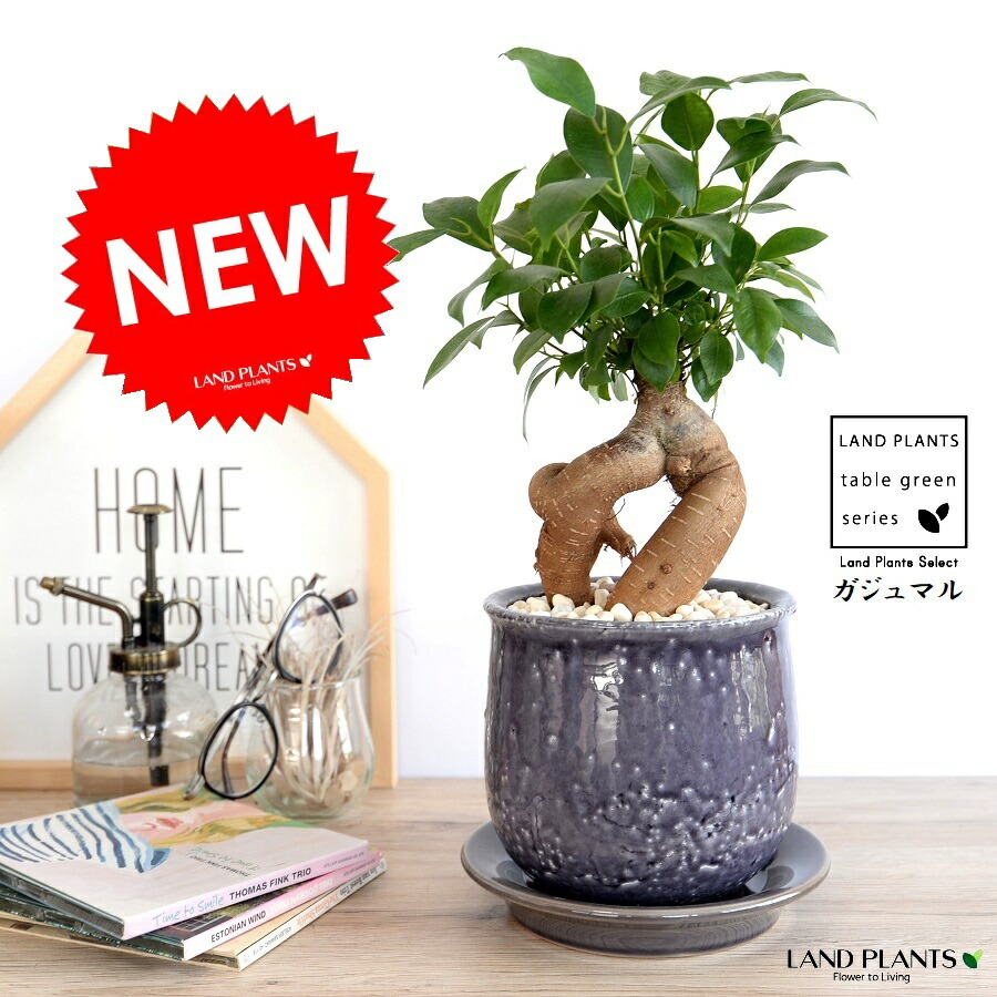 ガジュマル(幹太タイプ) 紫色 風合いある 陶器鉢 Mサイズ 【黄色小石・受皿・育て方】 鉢植え 鉢 苗 苗木 植木鉢 観葉植物 パープル 紫 丸 ラウンド 送料無料