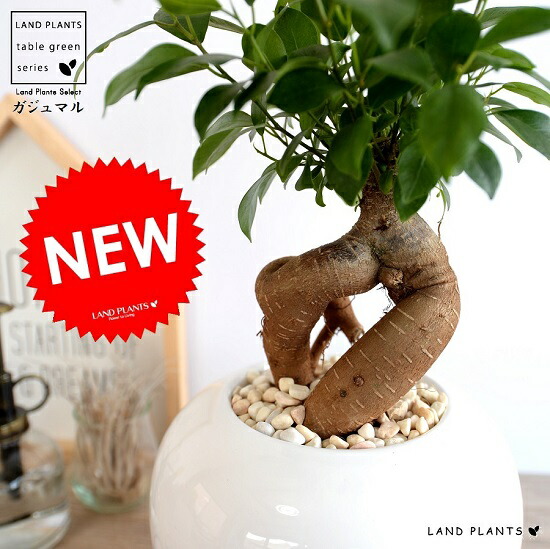 楽天市場】がじゅまる（幹太タイプ） 白色 特大 丸型 陶器鉢 多幸の樹