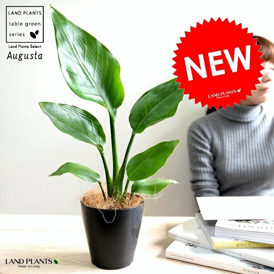 楽天市場】【お試し】 オーガスタ 4号 黒色 プラスチック鉢 【ココ