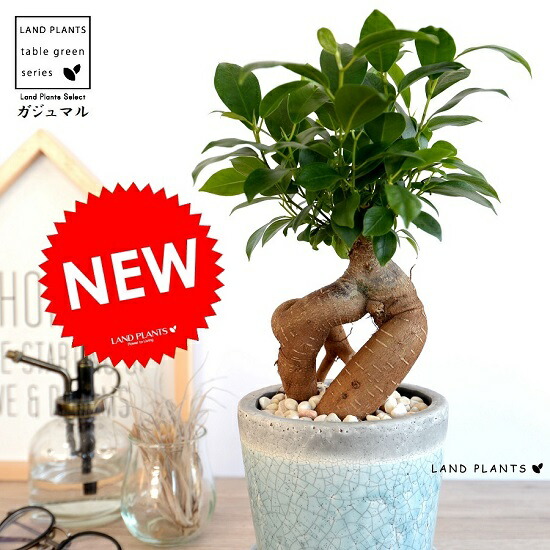 ガジュマル 幹太タイプ 水色 やさしい色合い 陶器鉢 鉢植え 陶器鉢 鉢 苗 苗木 ブルー ライトブルー 水 青色 ラウンド 観葉植物 送料無料 Korkmazmauritius Com