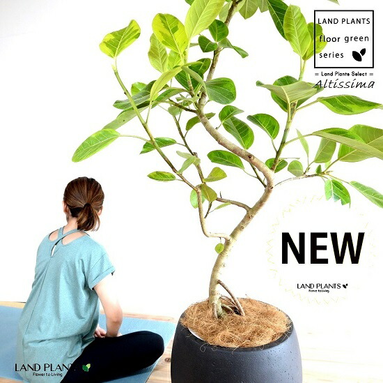 アルテシーマ 3dカーブ曲がり 10号 尺 スタイリッシュ 鉢 ゴムノキ 大型 観葉植物 黒 植木鉢 鉢植え 送料無料 ゴムの木 尺鉢 バリエガータ 黒色 ゴム アルテシーマゴム ブラック ぽってり Frp製 斑入り 陶器