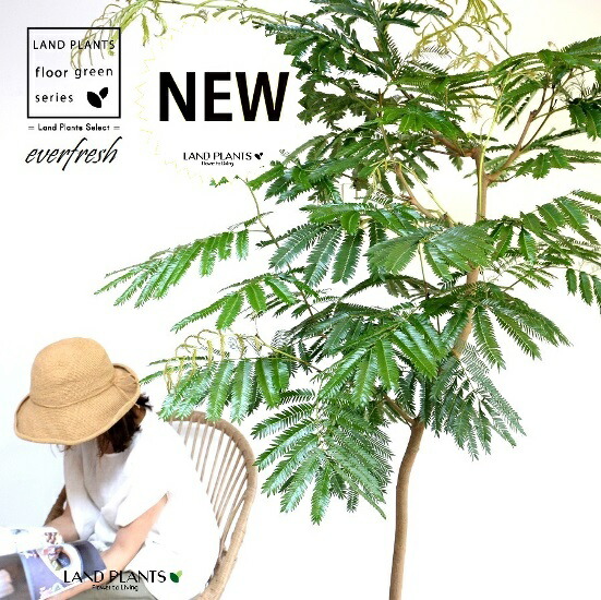 楽天市場】エバーフレッシュ（自然樹形） 10号 白色 ぽってり