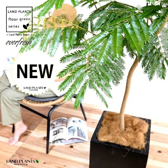 エバーフレッシュ 自然樹形 10号 ファイバー製 キューブ型 陶器鉢 黒色 鉢 鉢植え 植木鉢 陶器 尺鉢 陶器製 尺 ネムノキ 大型 四角 エバー ブラック 黒 ねむの木 アカサヤネムノキ