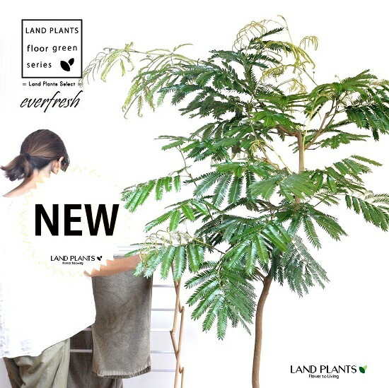 メイルオーダー エバーフレッシュ 自然樹形 10号 セラアート鉢 黒色 鉢 鉢植え 植木鉢 プラスチック プラ鉢 ねむの木 ネムノキ エバー アカサヤネムノキ 黒 ブラック 大型 尺 尺鉢 Fucoa Cl