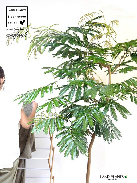 正規通販 エバーフレッシュ 自然樹形 10号 セラアート鉢 黒色 鉢 鉢植え 植木鉢 プラスチック プラ鉢 ねむの木 ネムノキ エバー アカサヤ ネムノキ 黒 ブラック 大型 尺 尺鉢 Fucoa Cl