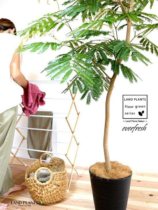 メイルオーダー エバーフレッシュ 自然樹形 10号 セラアート鉢 黒色 鉢 鉢植え 植木鉢 プラスチック プラ鉢 ねむの木 ネムノキ エバー アカサヤネムノキ 黒 ブラック 大型 尺 尺鉢 Fucoa Cl
