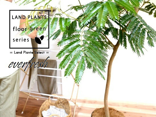 メイルオーダー エバーフレッシュ 自然樹形 10号 セラアート鉢 黒色 鉢 鉢植え 植木鉢 プラスチック プラ鉢 ねむの木 ネムノキ エバー アカサヤネムノキ 黒 ブラック 大型 尺 尺鉢 Fucoa Cl