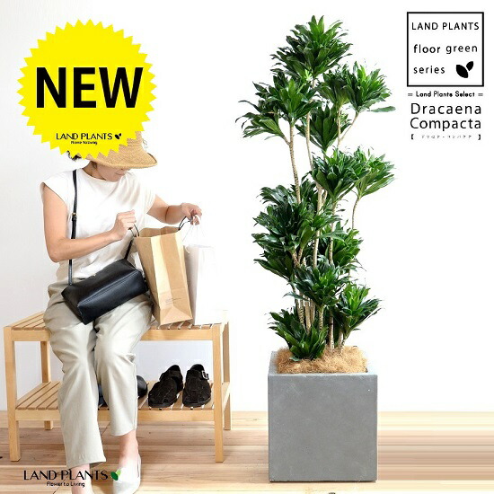 【上物】【極太】ソテツ recommend］ 2023 AUTUMN / WINTER COLLECTION ⁡ 【SHINYAKOZUKA