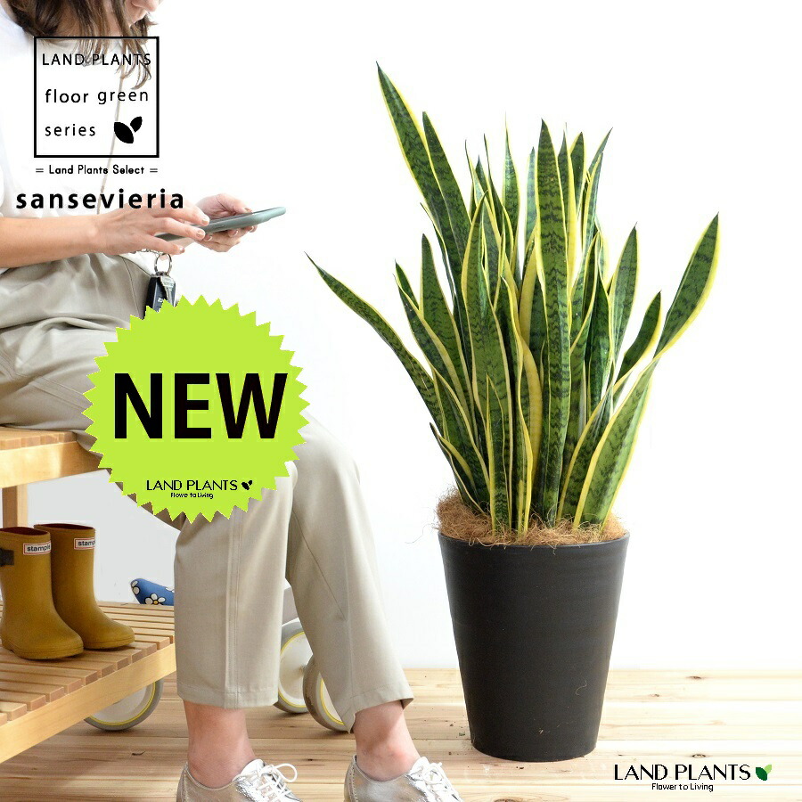 楽天市場】サンスベリア（ローレンチ） 10号 ファイバー製 キューブ型