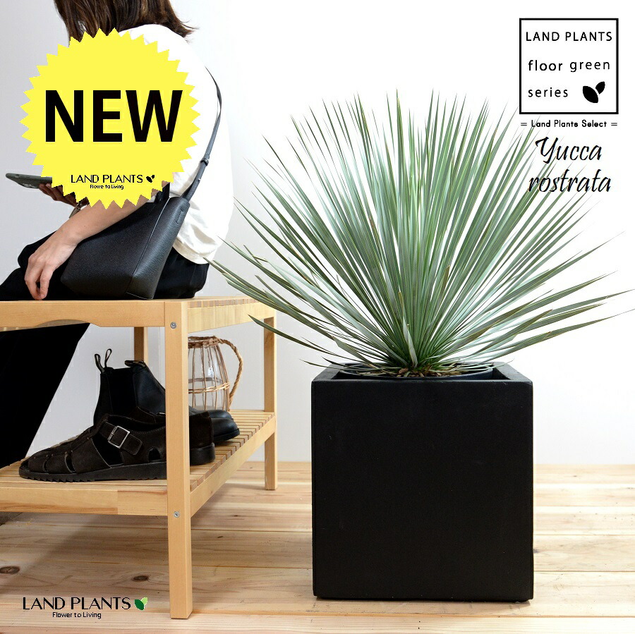 楽天市場】ユッカ（ロストラータ） 10号 ファイバー製 キューブ型 陶器