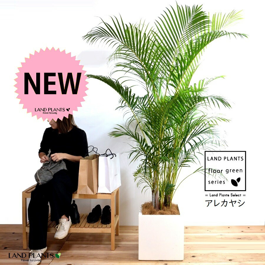 ⑥　アレカヤシ　9号　特大苗木最高等級極上品‼️ ② アレカヤシ 9号 特大苗木最高等級極上品‼️