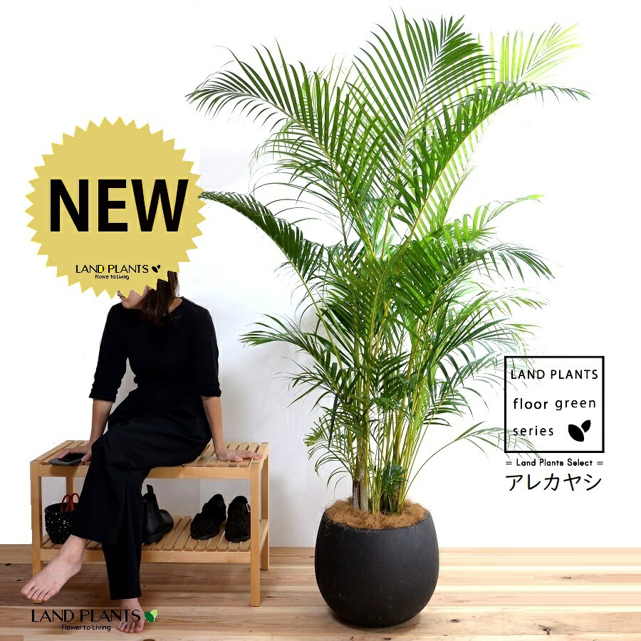 楽天市場】ヤシの木（アレカヤシ） 10号 ファイバー製 キューブ 陶器鉢