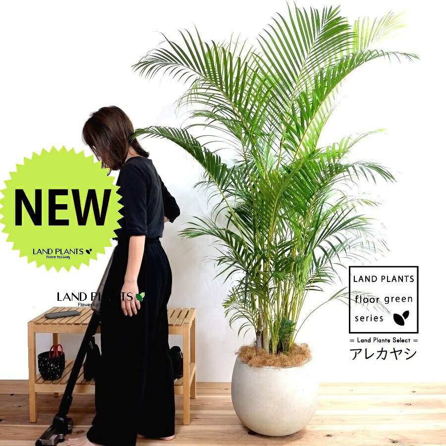 楽天市場】ヤシ（ワシントンヤシ） 1鉢 15号 プラスチック鉢