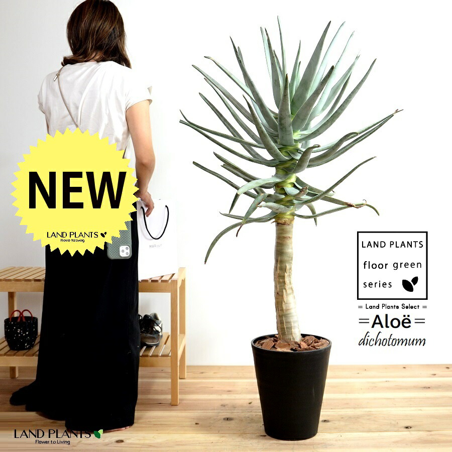 楽天市場】アロエ（ディコトマ） 1鉢 7号 プラスチック鉢 アロエディコ