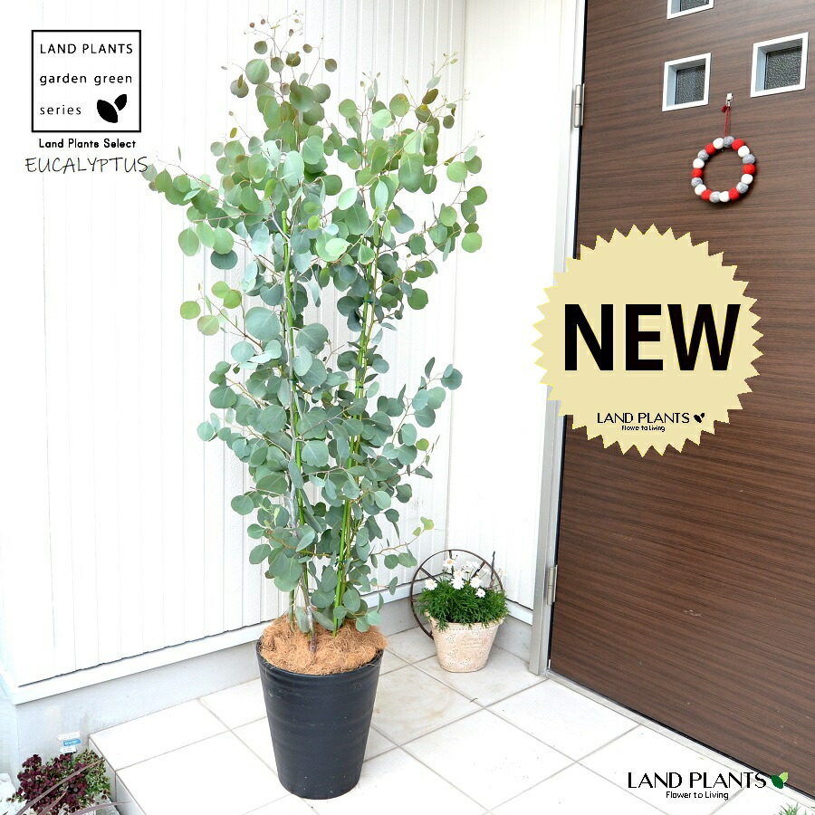 楽天市場】ユーカリ（ポポラス：丸葉） 黒色 10号 セラアート鉢 【ココ