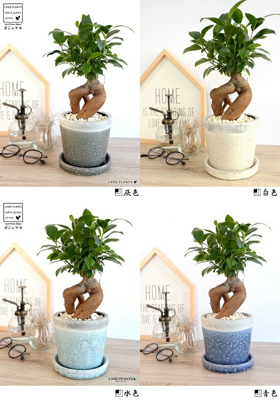 選べる4色 ガジュマル 幹太タイプ やさしい色合い 陶器鉢 各1色 鉢植え 陶器鉢 鉢 苗 苗木 青色 水色 白色 灰色 ラウンド 観葉植物 送料無料 Educaps Com Br