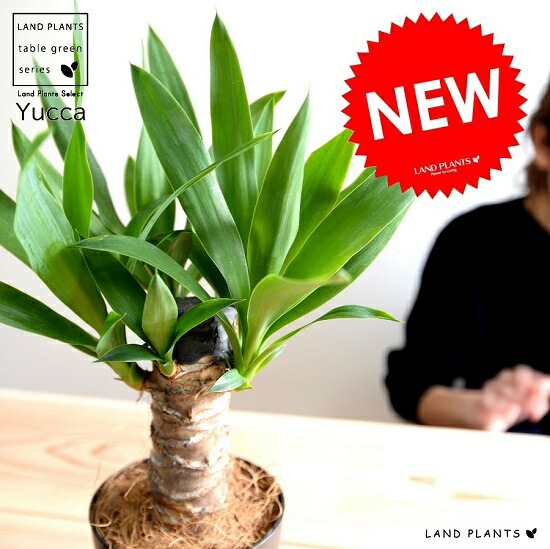 楽天市場】【現品発送】 ユッカ 苗 【センジュラン】 鉢植え 千寿蘭