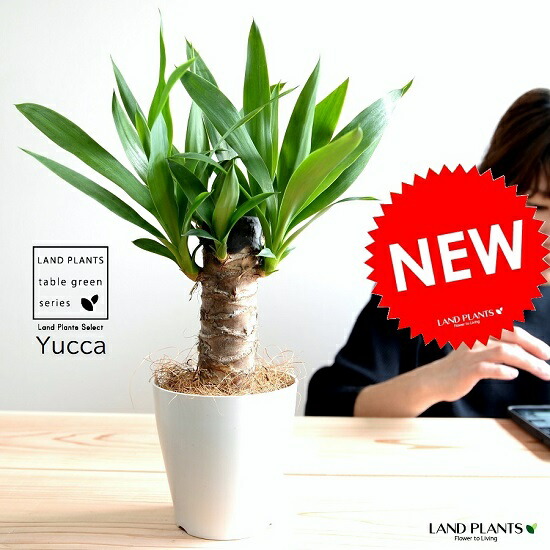 ①超激レア品千寿蘭》レア品種斑入りユッカ限定3個のみ