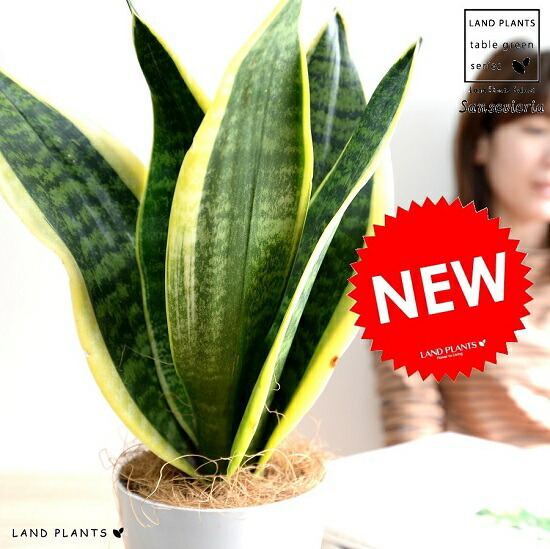 お試し サンスベリア ローレンチ 白色 プラスチック鉢 4号 ココファイバー 鉢植え 鉢 苗 苗木 なえ 観葉植物 ローレンティ ローレンティー 白 ホワイト ねずみ 丸 ラウンド トラノオ 虎の尾 Mgpadel Com