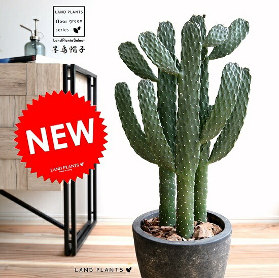 楽天市場】弁慶柱（ベンケイチュウ）サボテン 3号鉢植え 苗木 : 千草園芸