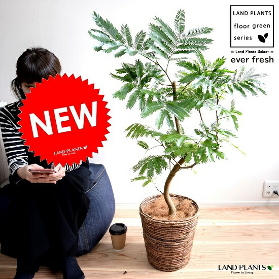 楽天市場 エバーフレッシュ バナナリーフ バスケット 茶色 鉢植え 鉢 苗 苗木 大型 観葉植物 送料無料 茶 ブラウン こげ茶 丸 ラウンド プラ鉢 アカサヤネムノキ Land Plants 楽天市場店