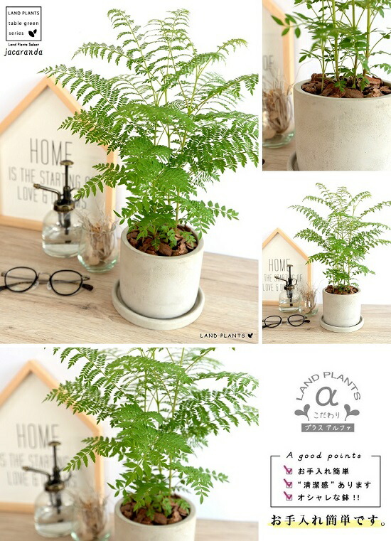 ジャカランダ ミモシフォリア 接着剤 円筒類型 土器頭蓋 キリモドキ ジャヤカランタ ブラジリアンローズウッド 鉢植え 苗 若木 ハカランダ 家什 楽器 観葉植物 送料無料 灰 灰色 鼠色 ねずみ Foxunivers Com