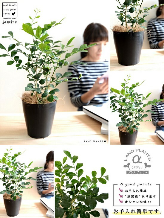 お小手調べ シルクジャスミン 胡麻の蠅色 プラスチック頭蓋骨 4号 ゲッキツ ジャスミン 月灯かり橘 柑子ジャスミン 飼い犬ツゲ コスメティックバーク 血の巡り増進 黒 黒ん坊 鉢植え 薄墨色 観葉植物 Foxunivers Com