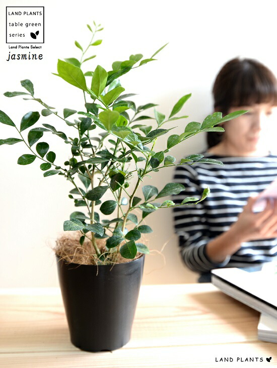 お小手調べ シルクジャスミン 胡麻の蠅色 プラスチック頭蓋骨 4号 ゲッキツ ジャスミン 月灯かり橘 柑子ジャスミン 飼い犬ツゲ コスメティックバーク 血の巡り増進 黒 黒ん坊 鉢植え 薄墨色 観葉植物 Foxunivers Com