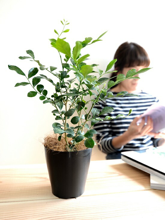 お小手調べ シルクジャスミン 胡麻の蠅色 プラスチック頭蓋骨 4号 ゲッキツ ジャスミン 月灯かり橘 柑子ジャスミン 飼い犬ツゲ コスメティックバーク 血の巡り増進 黒 黒ん坊 鉢植え 薄墨色 観葉植物 Foxunivers Com