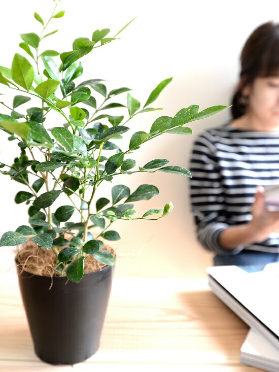 お小手調べ シルクジャスミン 胡麻の蠅色 プラスチック頭蓋骨 4号 ゲッキツ ジャスミン 月灯かり橘 柑子ジャスミン 飼い犬ツゲ コスメティックバーク 血の巡り増進 黒 黒ん坊 鉢植え 薄墨色 観葉植物 Foxunivers Com