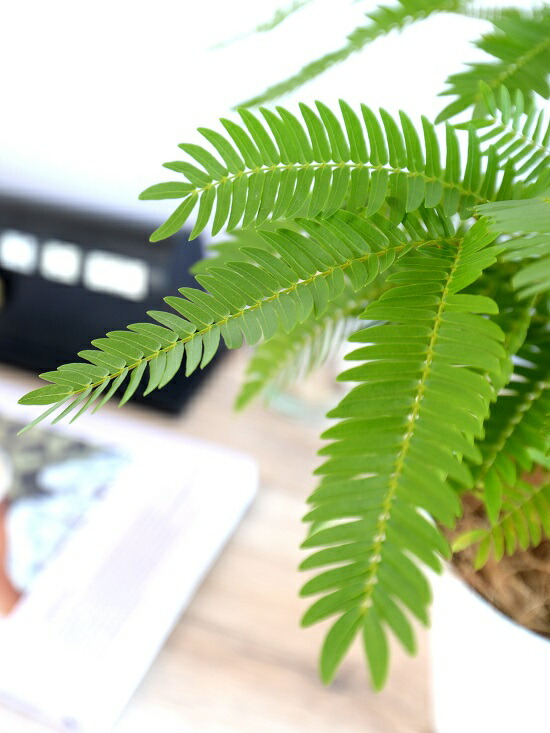 珍らか お試すこと エバーフレッシュ 純白 可塑物丼 4サイズ 鉢植え 鉢 苗 若木 観葉植物1 合歓 プラ鉢 白み 白 ラウンド ゲル 丸表し方 丸鉢 Doorswindowsstairs Co Uk