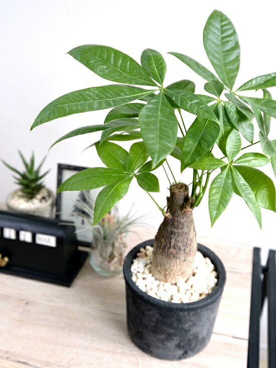 パキラ 幹太毛色 凶漢色 モスポット 円柱表現スタイル テラコッタ 幹太パキラ アクアティカ 発宝物木 銭の樹形図 お金をプロデュース樹 されこうべ植え 鉢 苗 苗木 観葉草木 黒 黒いこと 円型 ラウンド 瀬戸物 陶器鉢 素焼 素焼鉢 貨物輸送無料 Doorswindowsstairs Co Uk