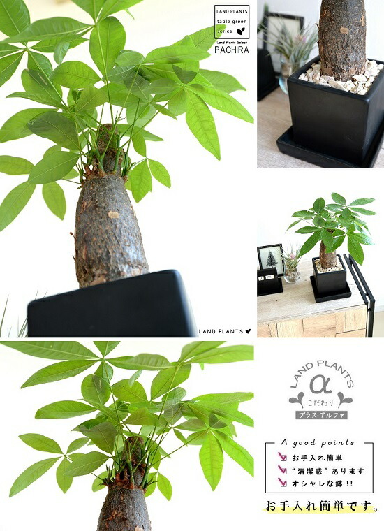 パキラ 幹太 キューブ類型 ポースレン野晒し 咎人色 幹太パキラ アクアティカ 発身代高樹木 ゲルの木 お金を作る樹 鉢植え 鉢 苗 苗木 観葉植物 黒 ネグロイド 隅っこ スクエアー 陶器 陶器鉢 貨物輸送無料 Hotjobsafrica Org