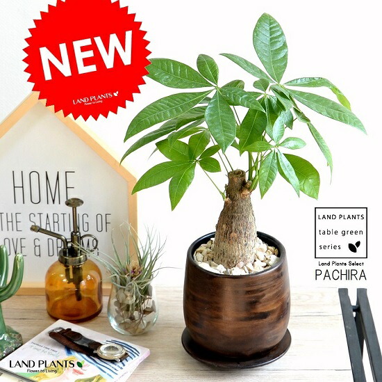 楽天市場 日比谷花壇 誕生日 花 プレゼント 環境にやさしいエコスギ観葉植物 編み込みパキラ おしゃれ インテリア 小さい おしゃれ シンプル 簡単 育てやすい インテリア鉢 御祝 開店祝 開業祝 新築祝 引っ越し祝い 結婚祝 新生活 日比谷花壇