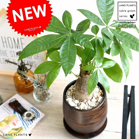 楽天市場 送料無料 観葉植物 おしゃれ パキラ 鉢植え ホワイト サークル 高さcm程度 受け皿付き 土植え 金運アップ 発財樹 お金が貯まる 白 陶器 デスク 誕生日 風水 ギフト お祝い おしゃれ 日陰 インテリア 北欧 加湿器 簡単 丈夫 ミニ観葉 トイレ 観葉