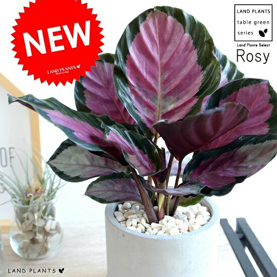 楽天市場】カラテア ロセオピクタ（ロージー） セメント