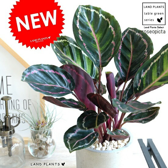 カラテアエンペラー（サンプル） 楽天市場】【お試し】 カラテア（エンペラー） 4号 白色 プラスチック