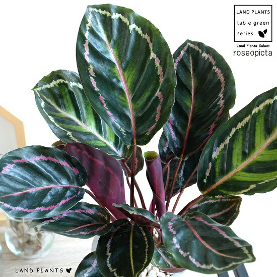 楽天市場】【観葉植物】「カラテア・トリオスター」6号 観葉植物