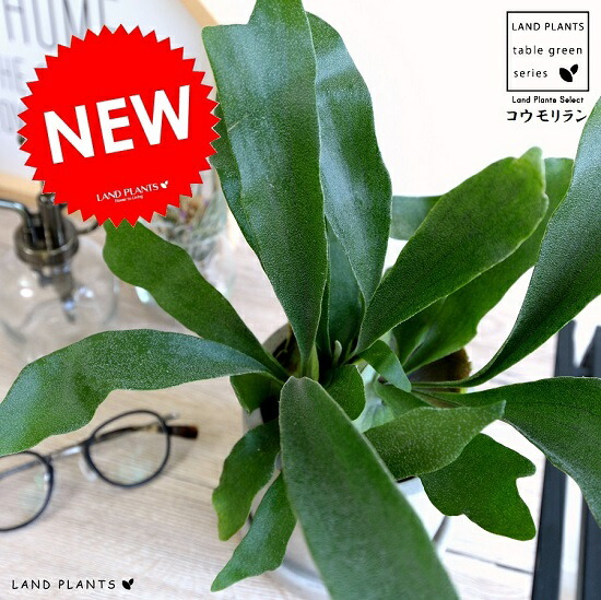 楽天市場】コウモリラン（ビカクシダ） 4号 白色 プラスチック鉢 陶器