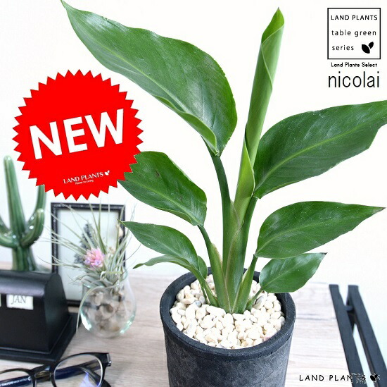 楽天市場】オーガスタ ストレリチア ニコライ 2株植え 7号鉢