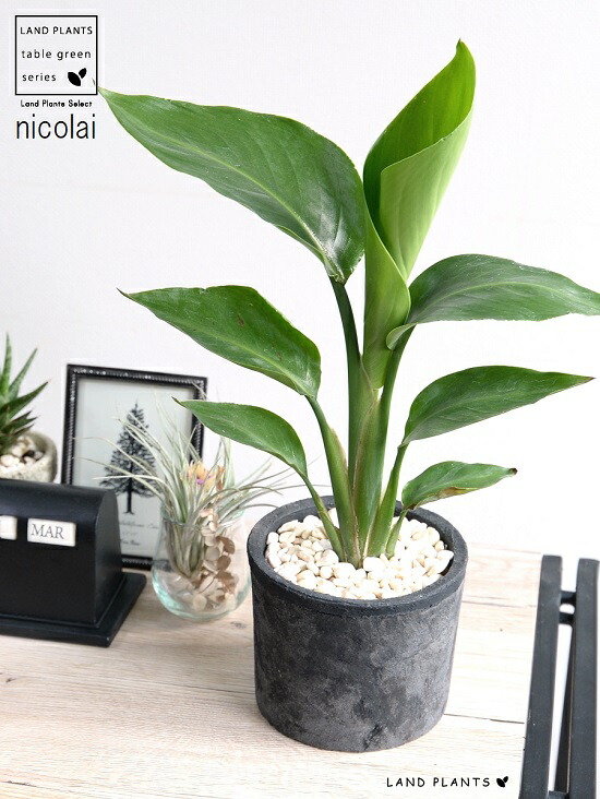 オーガスタ 真っ咎人 モスポット シリンダ類い テラコッタ ストレリチア ニコライ ストレチア パラダイスの白い木綿付け鳥 されこうべ植え 苗 苗木 観葉植物 黒 ネグロ 薄墨 金子 ラウンド 陶製 陶器鉢 素焼 貨物輸送無料 Nobhillmusic Com