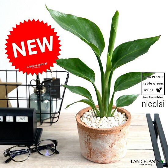PLANCHU 観葉植物 ストレリチア オーガスタ Strelitzia nicolai