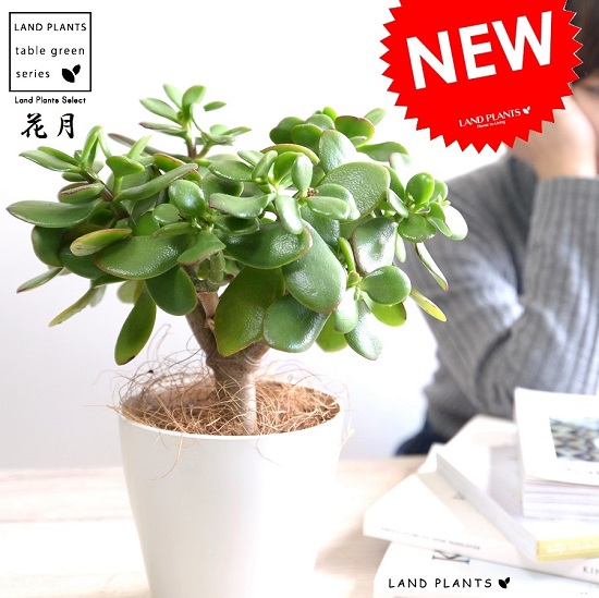 超極太　金の成る木　成金草　クラッスラ　鉢植え 超極太 金の成る木 成金草 クラッスラ 鉢植え 超極太 金の成る木