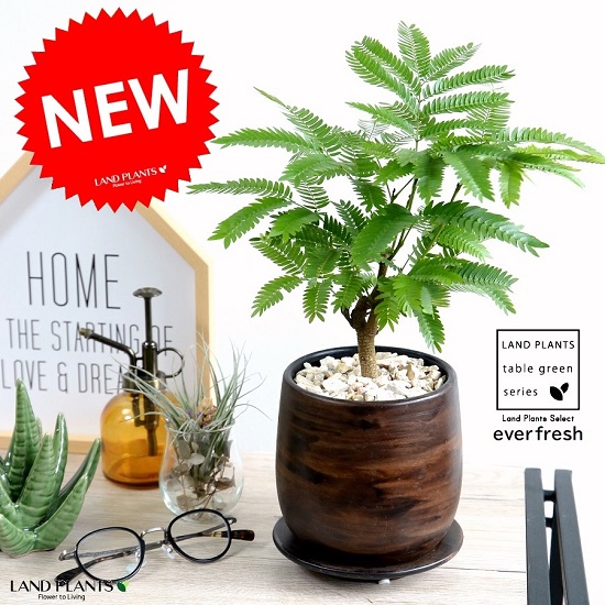 観葉植物　スツール　エバーフレッシュ　セット　専用 楽天市場】G□観葉植物□【送料無料】エバフレッシュ11cm