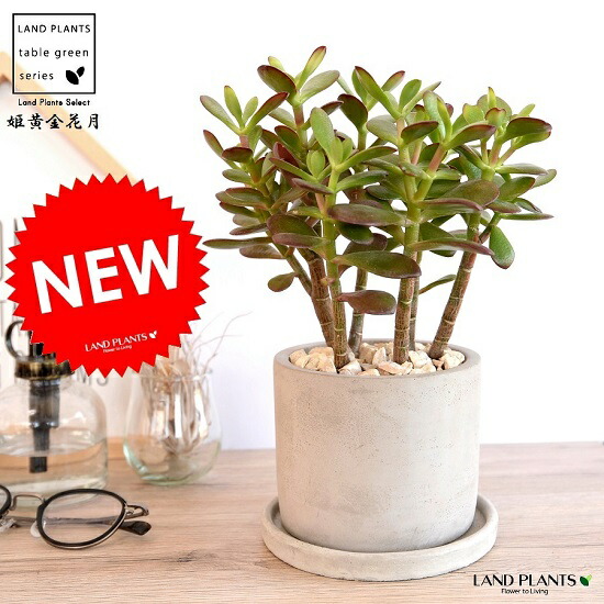 姫黄金花月 ヒメオウゴンカゲツ セメント シリンダー型 陶器鉢 花月 カゲツ 多肉 多肉植物 鉢植え 鉢 苗 苗木 観葉植物 送料無料 灰 灰色 グレー 丸 ラウンド 多肉植物 Educaps Com Br
