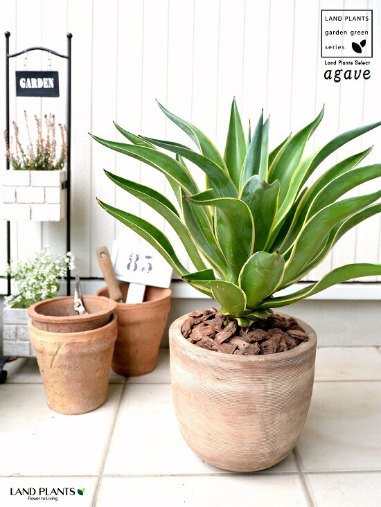 アガベ ベネズエラ共和国 装飾の妙々たる テラコッタボウル 横縞 バークチップ 鉢植え 鉢 茶色 銅趣 ベージュ 砂子色 大型 観葉草木 送料無料 アロエ リュウゼツラン 黄金州 竜舌蘭 アガペ アガヴェ アガべベネズエラ Hotjobsafrica Org