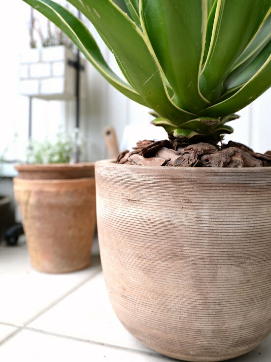 アガベ ベネズエラ共和国 装飾の妙々たる テラコッタボウル 横縞 バークチップ 鉢植え 鉢 茶色 銅趣 ベージュ 砂子色 大型 観葉草木 送料無料 アロエ リュウゼツラン 黄金州 竜舌蘭 アガペ アガヴェ アガべベネズエラ Hotjobsafrica Org